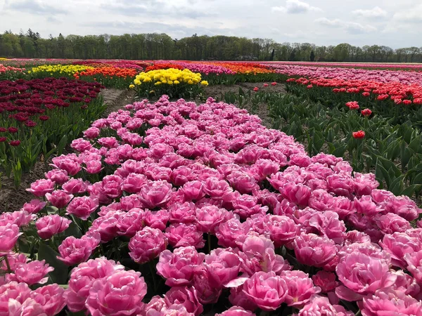 stock image Field of beautiful colorful tulips in Netherlands