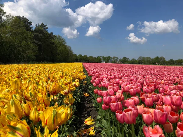 Pole Krásných Barevných Tulipánů Nizozemsku — Stock fotografie