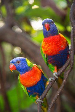 Tropikal ormanda renkli papağanlar