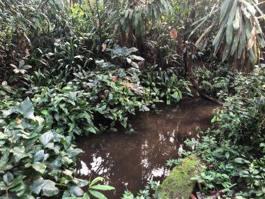 Nehirli güzel tropikal orman