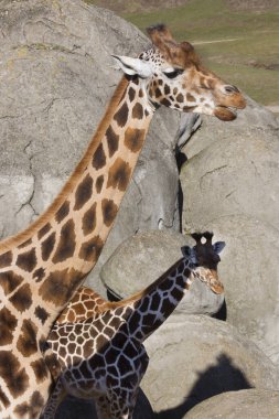 Zürafalar güneşli bir günde hayvanat bahçesinde