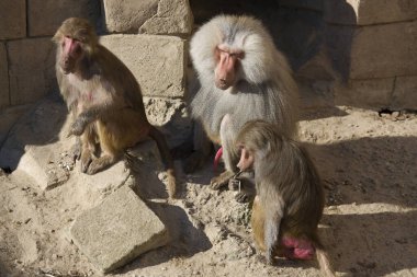 Güneşli bir günde hayvanat bahçesinde komik maymunlar