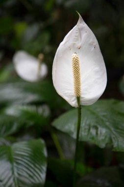 güzel beyaz çiçek yeşil bahçede