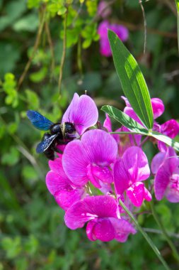 Bahçedeki pembe çiçeklerdeki arılar