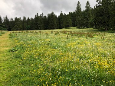Dağlardaki güzel çayır manzarası