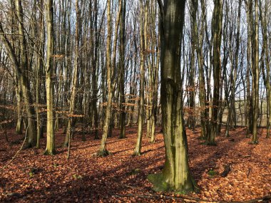 Sonbahar günündeki güzel orman.