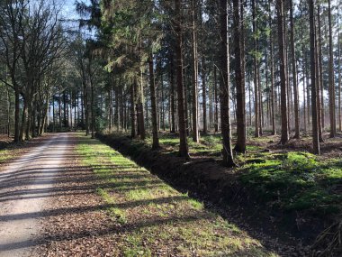 Güneşli ormanda yol yolu
