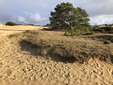 Hollanda 'nın güzel kumlu manzarası