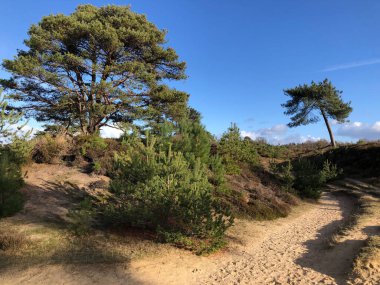 Güneşli bir günde güzel kuru bozkır manzarası