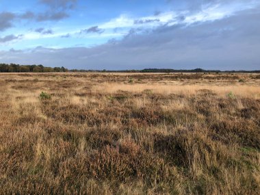 Güneşli bir günde güzel kuru bozkır manzarası