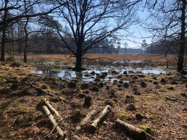 Ağaçları olan güzel bir orman
