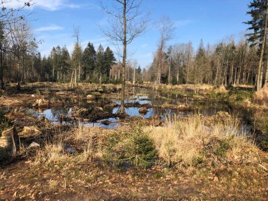 Sonbaharda bataklıkla güzel bir manzara
