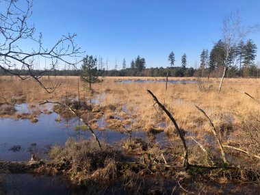 Sonbaharda bataklıkla güzel bir manzara