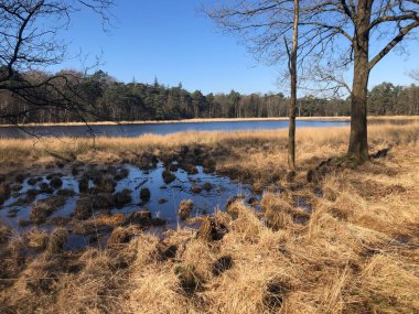 Sonbaharda bataklıkla güzel bir manzara