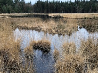 Göl ve ormanlı güzel bir manzara.
