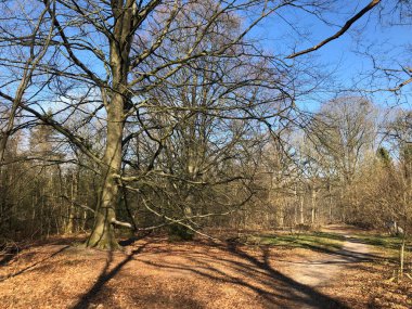 Sonbahar günündeki güzel orman.