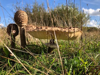 Güneşli tarlada büyüyen mantarlar