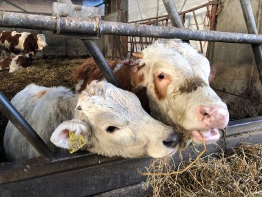 Çiftlikte saman yiyen inekler