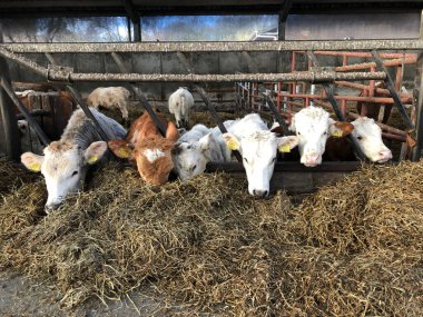 Çiftlikte saman yiyen inekler