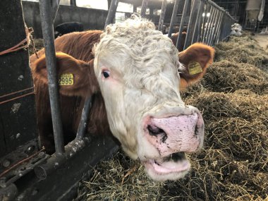 Çiftlikte saman yiyen inekler