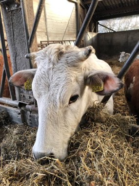 Çiftlikte saman yiyen inekler