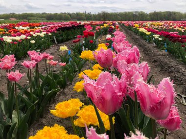 Hollanda 'da çok güzel renkli lale çiçekleri var.