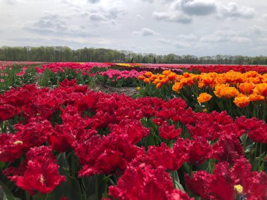 Hollanda 'da çok güzel renkli lale çiçekleri var.