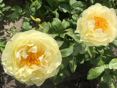 Hollanda 'da güzel sarı gül çiçekleri var.