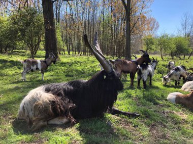 Goats grazing in the green meadow