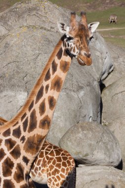 Doğada ya da hayvanat bahçesinde güzel zürafalar