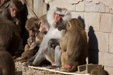 Güneşli bir günde hayvanat bahçesinde komik maymunlar 