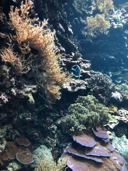 Vista Submarina Del Arrecife Coral Mar — Foto de Stock