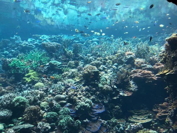 Vista Subacquea Della Barriera Corallina Mare — Foto Stock