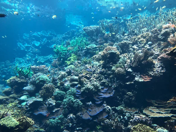 Unterwasserblick Auf Korallenriff Meer — Stockfoto