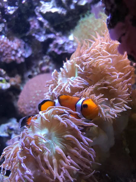 Vue Sous Marine Récif Corallien Mer — Photo