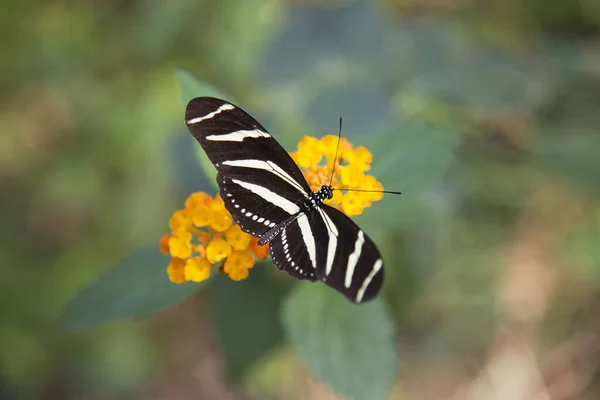 Beautiful Butterfly Flowers Garden — Stock Photo, Image