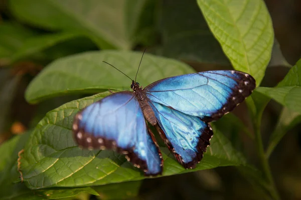 Krásný Motýl Zeleném Listě Zahradě — Stock fotografie