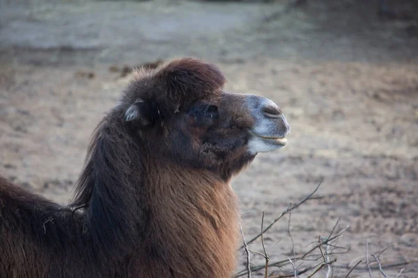 Όμορφη Γούνινη Καμήλα Στο Ζωολογικό Κήπο — Φωτογραφία Αρχείου
