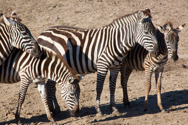 Zebra family in the african savannah