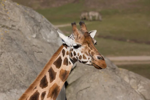 Жираф Естественной Среде Обитания — стоковое фото