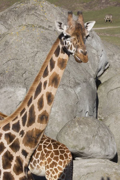 阳光灿烂的日子里动物园里的长颈鹿 — 图库照片