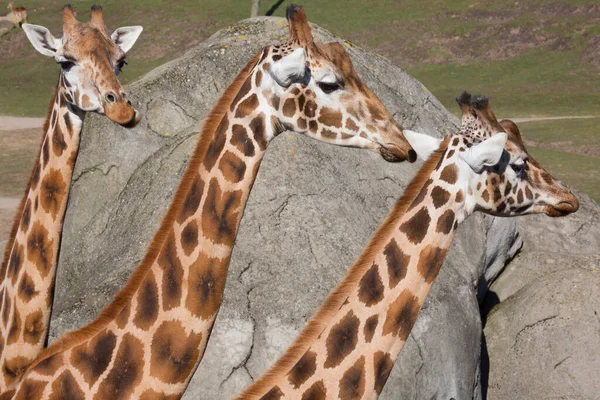 Zürafalar Güneşli Bir Günde Hayvanat Bahçesinde — Stok fotoğraf
