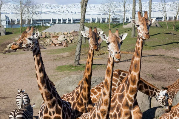 Giraffe Allo Zoo Nella Giornata Sole — Foto Stock