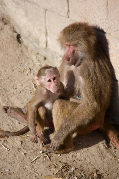 Funny monkeys in sunny day in zoo