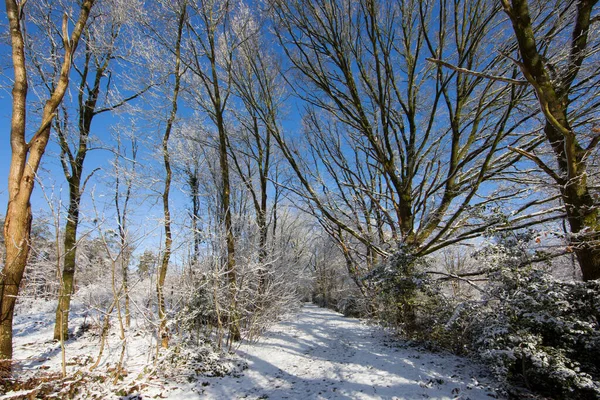 Прекрасный Снежный Лес Солнечный Зимний День — стоковое фото