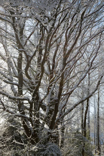 晴れた冬の日に美しい雪の森 — ストック写真
