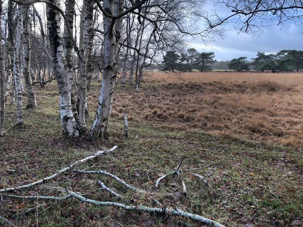 Indah Lanskap Musim Gugur Dengan Padang Rumput Dan Hutan — Stok Foto