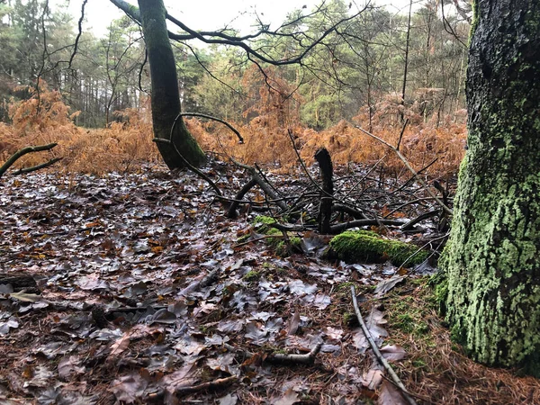 Schöner Herbstwald Bei Tag — Stockfoto