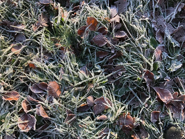 Frozen Fallen Leaves Grass — Stock Photo, Image