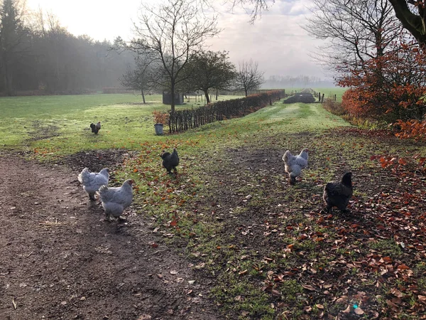 秋天农场里的一群小鸡 — 图库照片